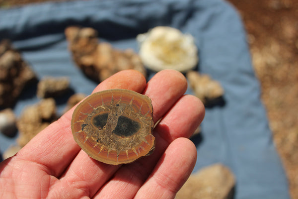 FUND RAISER - Beautiful Collection Of Fossils - Some Over 400 Million Years Old - Spectacular Display Pieces!