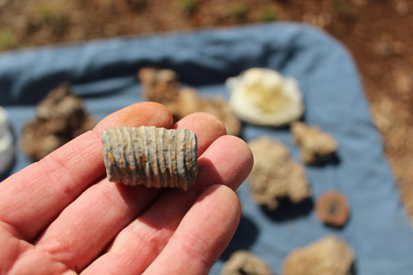 FUND RAISER - Beautiful Collection Of Fossils - Some Over 400 Million Years Old - Spectacular Display Pieces!
