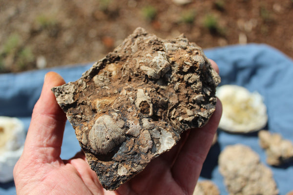 FUND RAISER - Beautiful Collection Of Fossils - Some Over 400 Million Years Old - Spectacular Display Pieces!