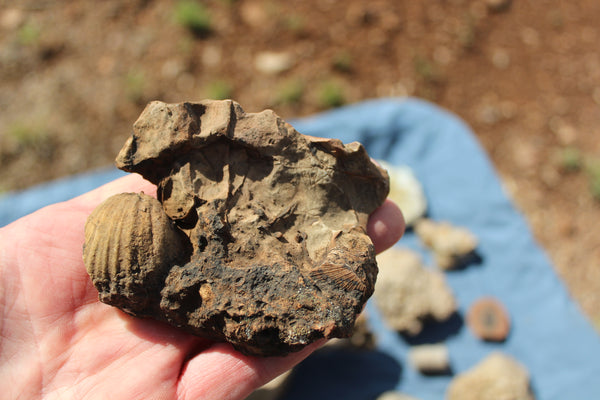 FUND RAISER - Beautiful Collection Of Fossils - Some Over 400 Million Years Old - Spectacular Display Pieces!