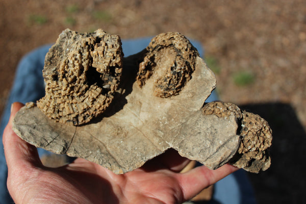 FUND RAISER - Beautiful Collection Of Fossils - Some Over 400 Million Years Old - Spectacular Display Pieces!