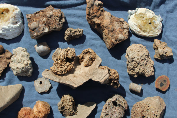 FUND RAISER - Beautiful Collection Of Fossils - Some Over 400 Million Years Old - Spectacular Display Pieces!