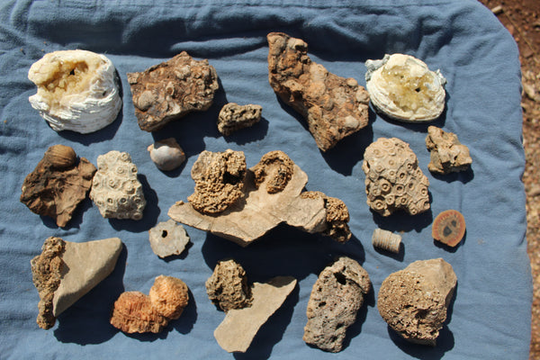 FUND RAISER - Beautiful Collection Of Fossils - Some Over 400 Million Years Old - Spectacular Display Pieces!