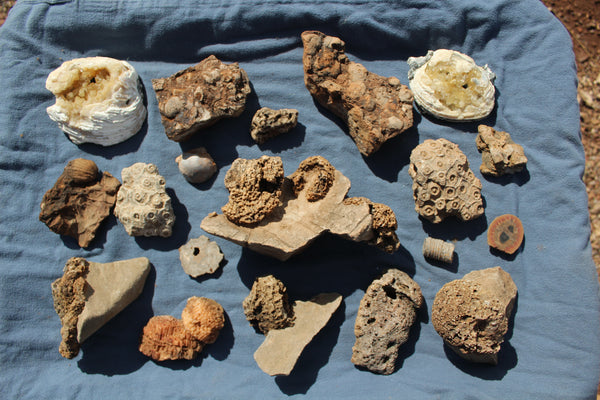 FUND RAISER - Beautiful Collection Of Fossils - Some Over 400 Million Years Old - Spectacular Display Pieces!