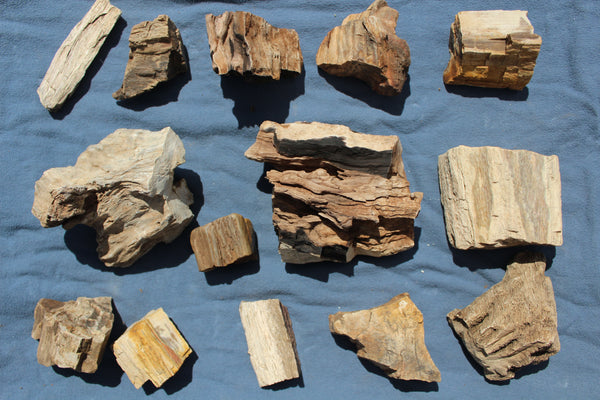FUND RAISER - A Very BEAUTIFUL COLLECTION OF PETRIFIED/FOSSIL WOOD - From New Mexico!