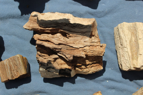 FUND RAISER - A Very BEAUTIFUL COLLECTION OF PETRIFIED/FOSSIL WOOD - From New Mexico!