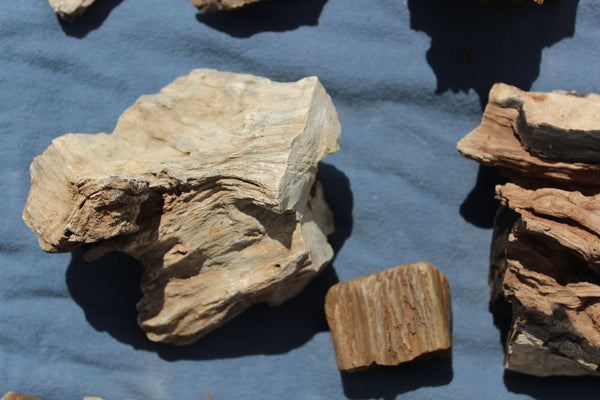 FUND RAISER - A Very BEAUTIFUL COLLECTION OF PETRIFIED/FOSSIL WOOD - From New Mexico!