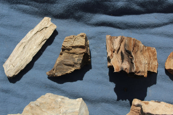 FUND RAISER - A Very BEAUTIFUL COLLECTION OF PETRIFIED/FOSSIL WOOD - From New Mexico!