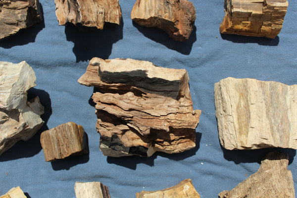 FUND RAISER - A Very BEAUTIFUL COLLECTION OF PETRIFIED/FOSSIL WOOD - From New Mexico!