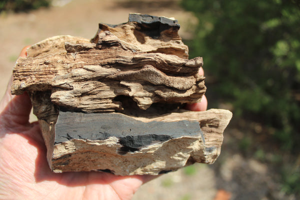 FUND RAISER - A Very BEAUTIFUL COLLECTION OF PETRIFIED/FOSSIL WOOD - From New Mexico!