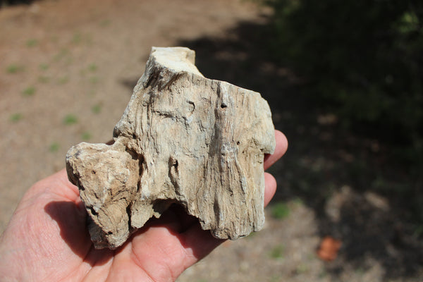 FUND RAISER - A Very BEAUTIFUL COLLECTION OF PETRIFIED/FOSSIL WOOD - From New Mexico!