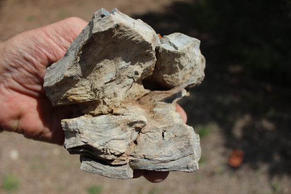 FUND RAISER - A Very BEAUTIFUL COLLECTION OF PETRIFIED/FOSSIL WOOD - From New Mexico!