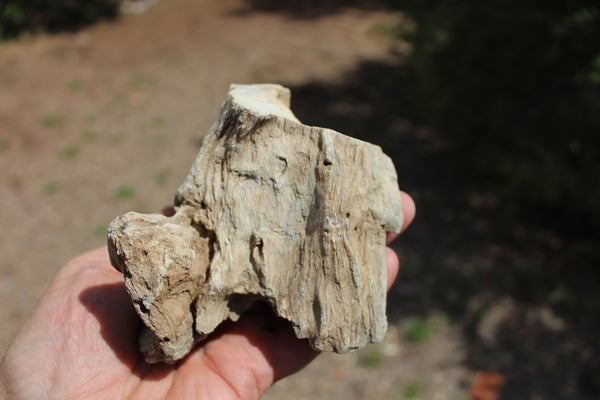 FUND RAISER - A Very BEAUTIFUL COLLECTION OF PETRIFIED/FOSSIL WOOD - From New Mexico!