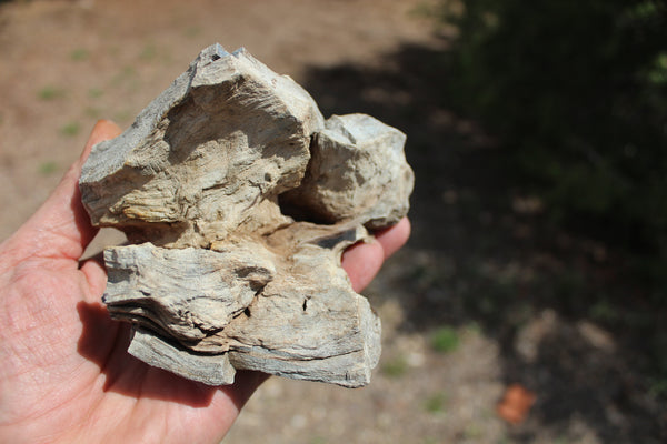 FUND RAISER - A Very BEAUTIFUL COLLECTION OF PETRIFIED/FOSSIL WOOD - From New Mexico!