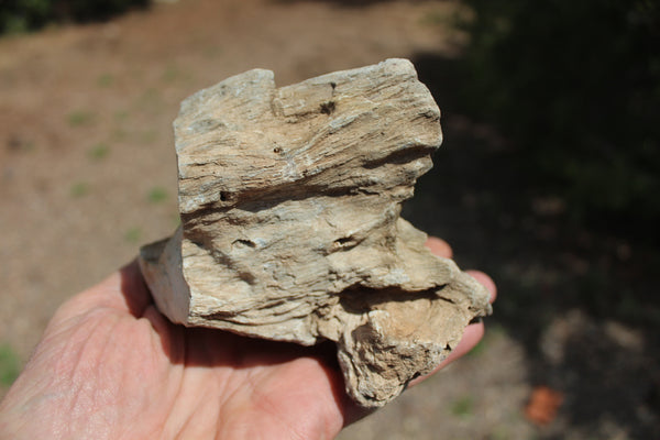 FUND RAISER - A Very BEAUTIFUL COLLECTION OF PETRIFIED/FOSSIL WOOD - From New Mexico!