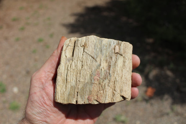 FUND RAISER - A Very BEAUTIFUL COLLECTION OF PETRIFIED/FOSSIL WOOD - From New Mexico!