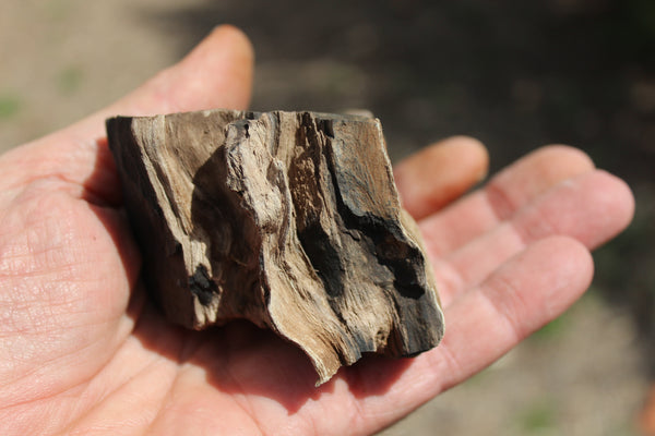 FUND RAISER - A Very BEAUTIFUL COLLECTION OF PETRIFIED/FOSSIL WOOD - From New Mexico!
