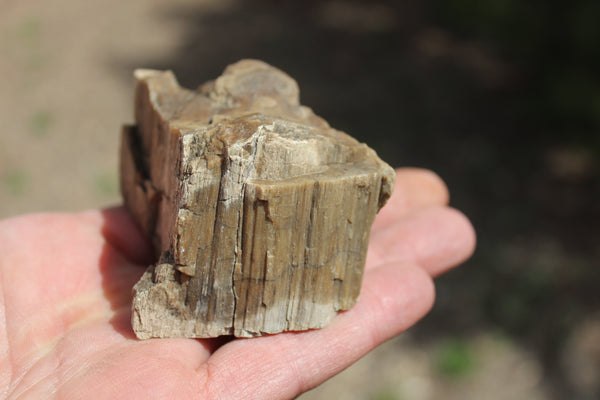 FUND RAISER - A Very BEAUTIFUL COLLECTION OF PETRIFIED/FOSSIL WOOD - From New Mexico!