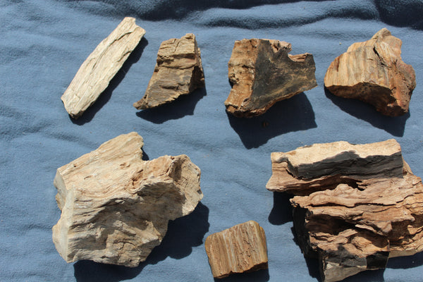FUND RAISER - A Very BEAUTIFUL COLLECTION OF PETRIFIED/FOSSIL WOOD - From New Mexico!