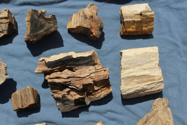 FUND RAISER - A Very BEAUTIFUL COLLECTION OF PETRIFIED/FOSSIL WOOD - From New Mexico!