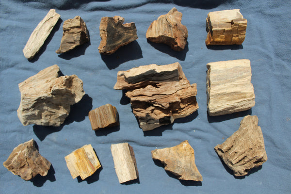 FUND RAISER - A Very BEAUTIFUL COLLECTION OF PETRIFIED/FOSSIL WOOD - From New Mexico!