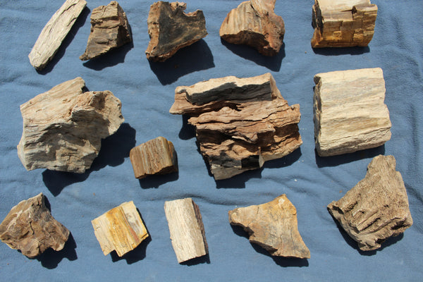 FUND RAISER - A Very BEAUTIFUL COLLECTION OF PETRIFIED/FOSSIL WOOD - From New Mexico!