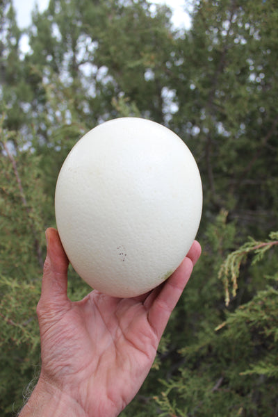 FUND RAISER - Artist Carved/Etched OSTRICH EGG with Giraffe Scene - From Africa   - Please No Discount Codes On This Listing!