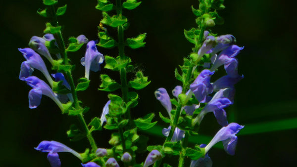 SKULLCAP Extract -   8 OUNCE SIZE  Fresh Plant Extract