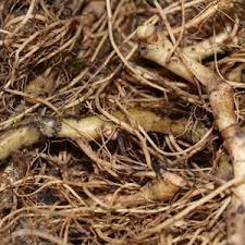 FRESH  MULLEIN ROOT - Verbascum thapsus - 1st Year Roots - 1 Pound