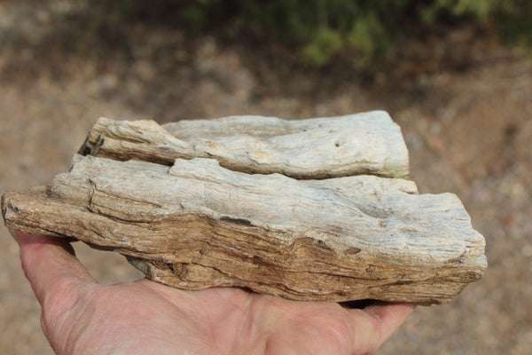 FIND RAISER - MINERAL FOSSIL - Beautiful Petrified Wood, New Mexico - Distinct Features - Incredible Specimen!