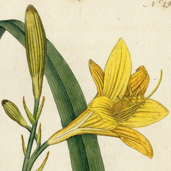 RARE 1787 1st Ed. CURTIS BOTANICAL Hand-Colored Engraving No. 19 YELLOW DAY LILY -  A Beautiful 200+ years old Botanical Art Piece!