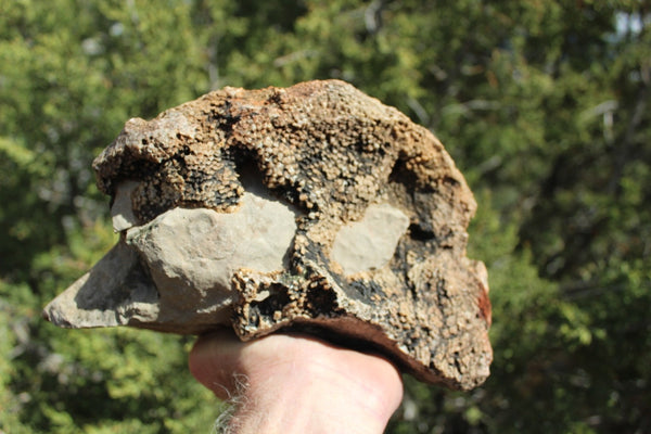 FUND RAISER - Fossil Beautiful HONEY COMB CORAL Favosites spp. Rare Locality ~ 400 Million