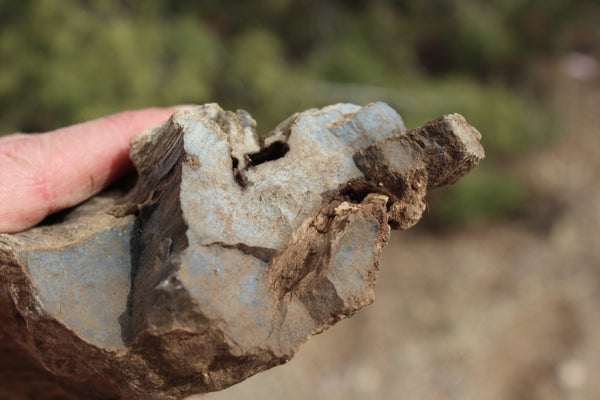 FIND RAISER - MINERAL FOSSIL - Beautiful Petrified Wood, New Mexico - Distinct Features - Incredible Specimen!