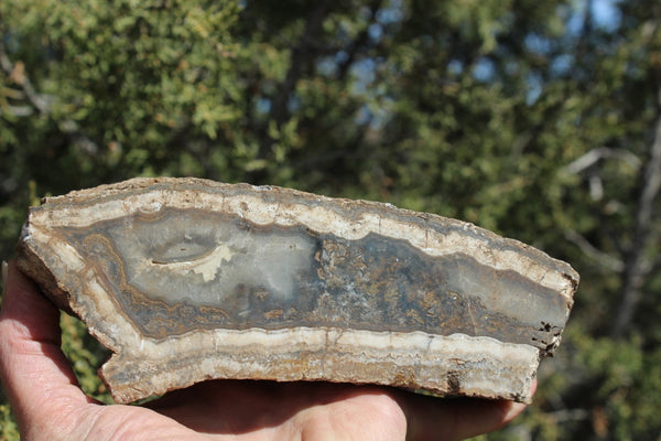 Fund Raiser - BEAUTIFUL - MINERAL - LUNA AGATE - Catron County, New Mexico -