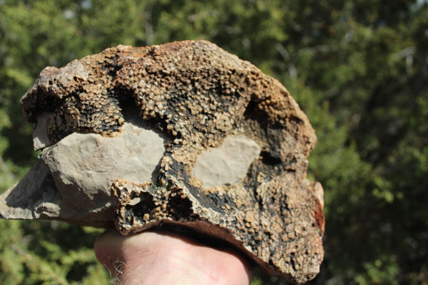 FUND RAISER - Fossil Beautiful HONEY COMB CORAL Favosites spp. Rare Locality ~ 400 Million