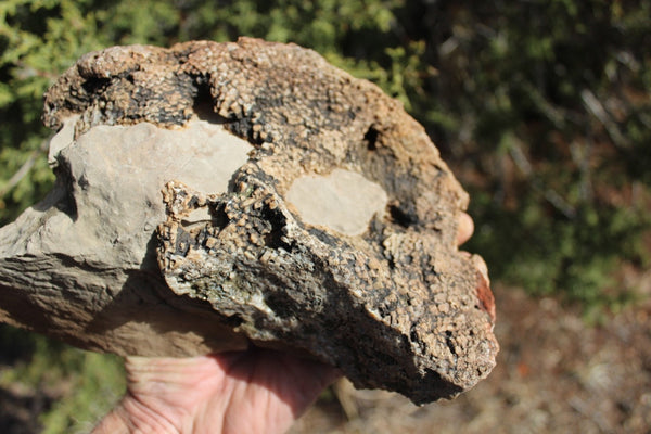 FUND RAISER - Fossil Beautiful HONEY COMB CORAL Favosites spp. Rare Locality ~ 400 Million