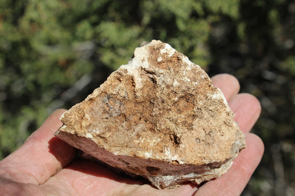 Fund Raiser - MINERAL - BEAUTIFUL - Rare Locality - ARIZONA OPAL - Stunning Specimen #8 - Keep A Piece Of Opal Near Your Bed and Experience Amazing Dreams and Healing!