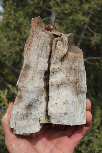 FIND RAISER - MINERAL FOSSIL - Beautiful Petrified Wood, New Mexico - Distinct Features - Incredible Specimen!
