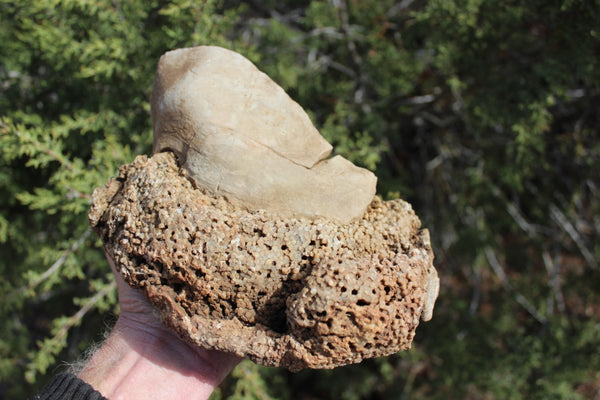 FUND RAISER - Fossil Beautiful HONEY COMB CORAL Favosites spp. Rare Locality ~ 400 Million