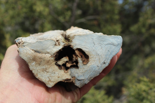 FIND RAISER - MINERAL FOSSIL - Beautiful Petrified Wood, New Mexico - Distinct Features - Incredible Specimen!
