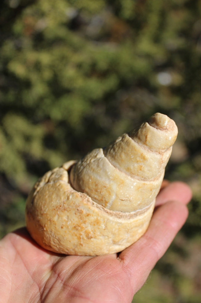 Fund Raiser - MINERAL FOSSIL - VERY RARE LOCALITY - From The Desert of Oman -