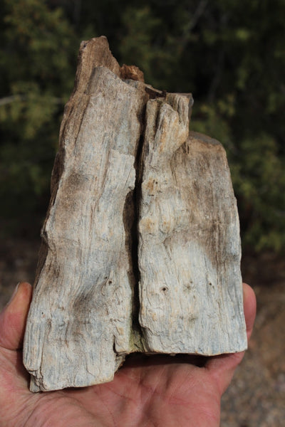 FIND RAISER - MINERAL FOSSIL - Beautiful Petrified Wood, New Mexico - Distinct Features - Incredible Specimen!