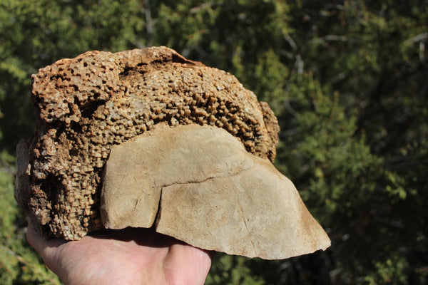 FUND RAISER - Fossil Beautiful HONEY COMB CORAL Favosites spp. Rare Locality ~ 400 Million