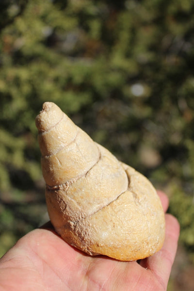 Fund Raiser - MINERAL FOSSIL - VERY RARE LOCALITY - From The Desert of Oman -