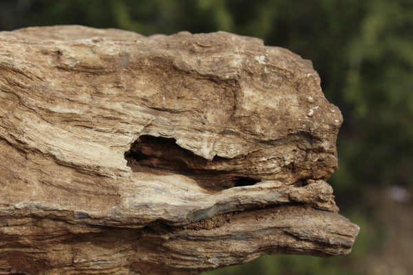 FIND RAISER - MINERAL FOSSIL - Beautiful Petrified Wood, New Mexico - Distinct Features - Incredible Specimen!
