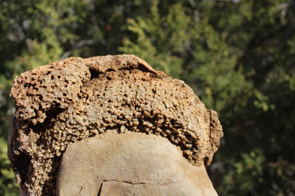 FUND RAISER - Fossil Beautiful HONEY COMB CORAL Favosites spp. Rare Locality ~ 400 Million