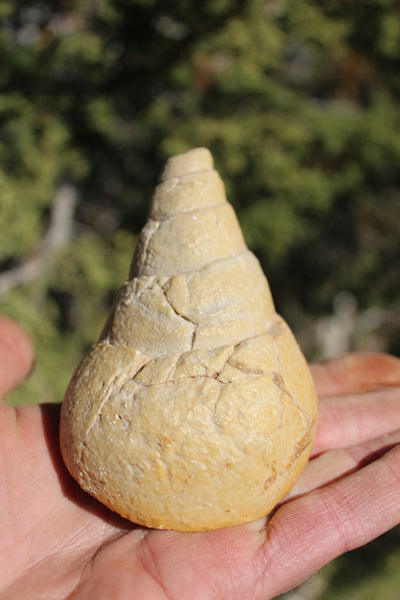 Fund Raiser - MINERAL FOSSIL - VERY RARE LOCALITY - From The Desert of Oman -