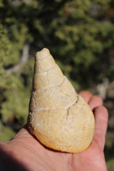 Fund Raiser - MINERAL FOSSIL - VERY RARE LOCALITY - From The Desert of Oman -