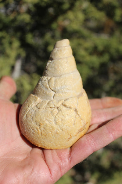 Fund Raiser - MINERAL FOSSIL - VERY RARE LOCALITY - From The Desert of Oman -