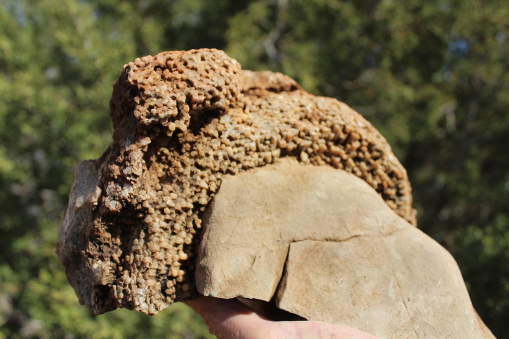 FUND RAISER - Fossil Beautiful HONEY COMB CORAL Favosites spp. Rare Locality ~ 400 Million